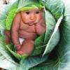 Insente